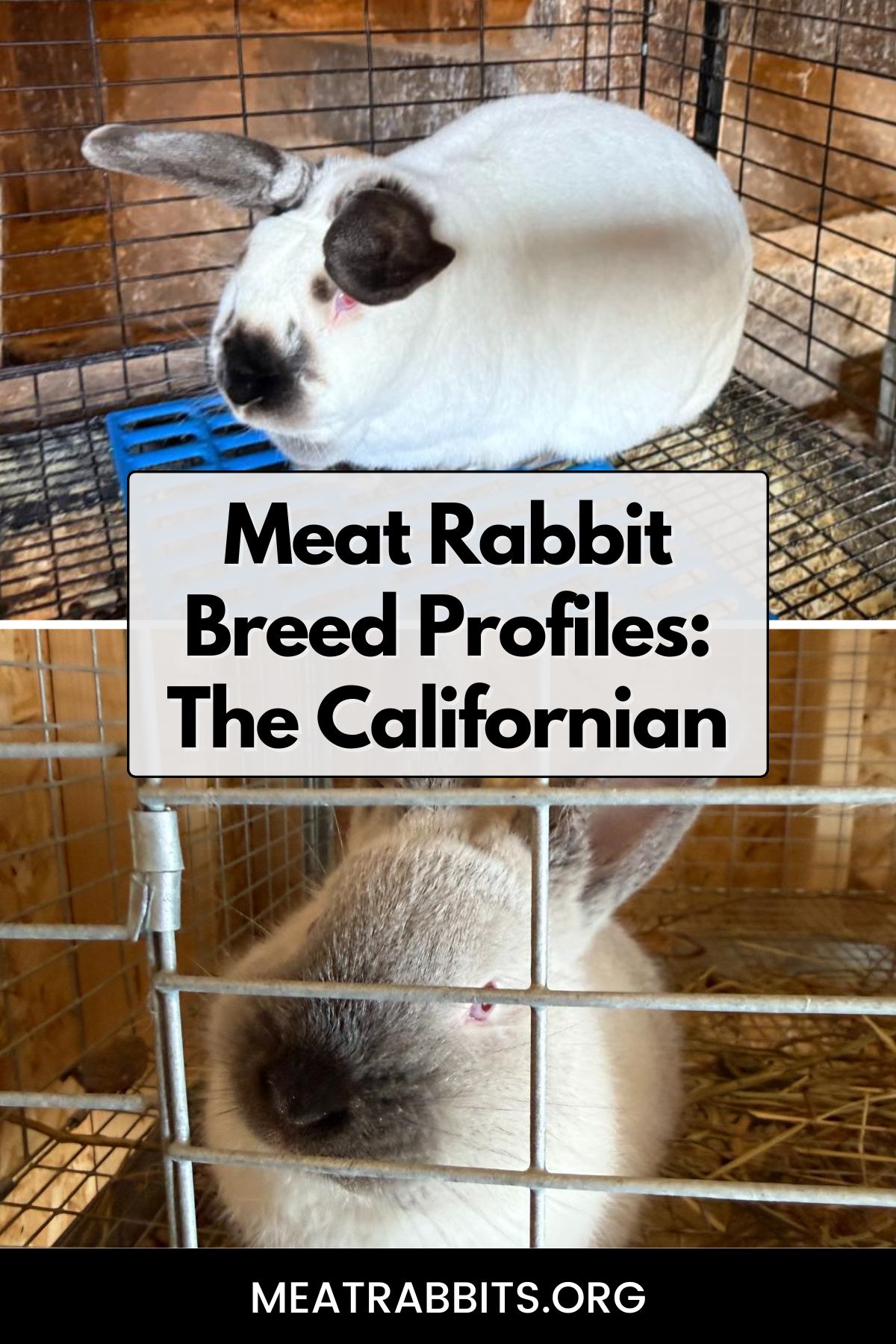 Meat Rabbit Breed Profiles: The Californian pinterest image