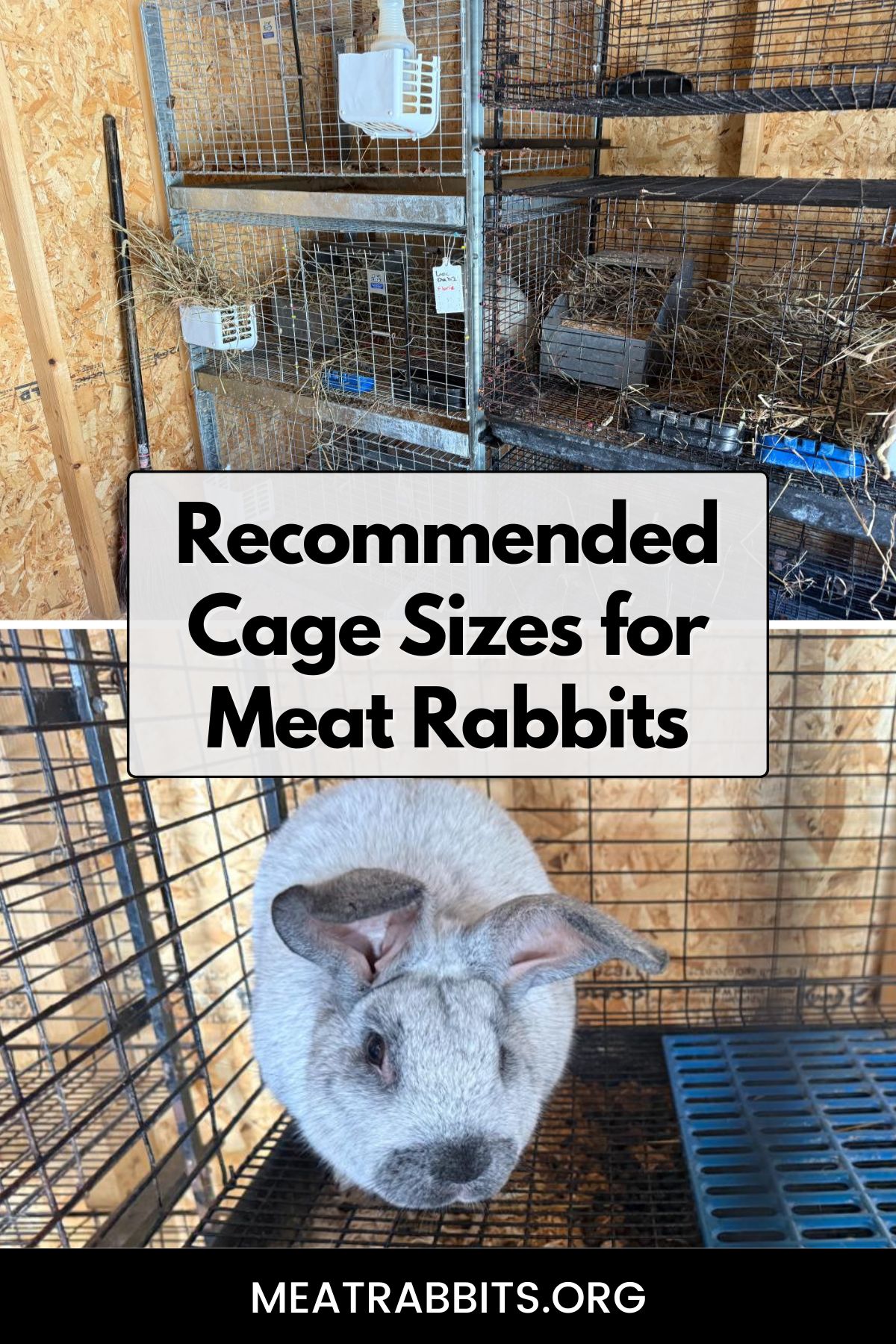 Recommended Cage Sizes for Meat Rabbits pinterest image