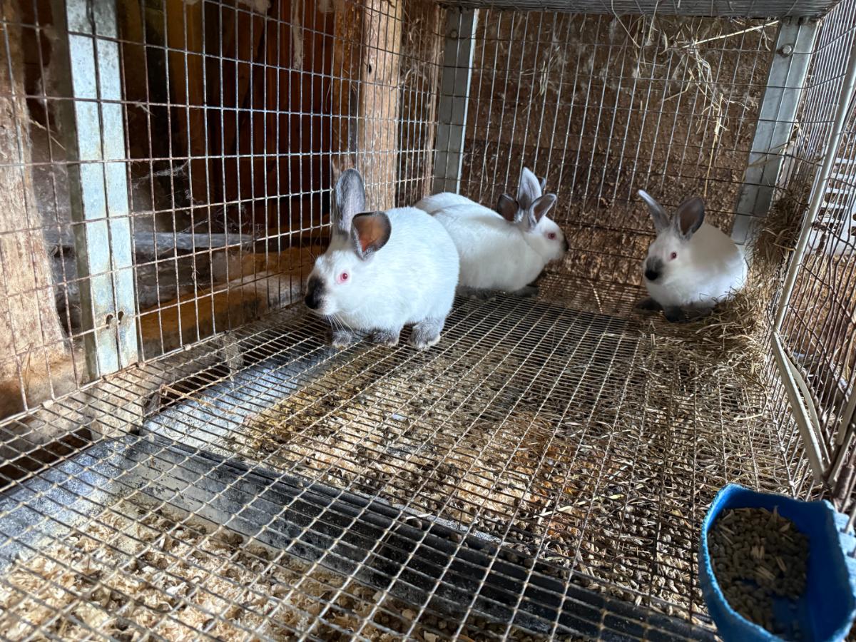 24 x 60 inch meat rabbit cage