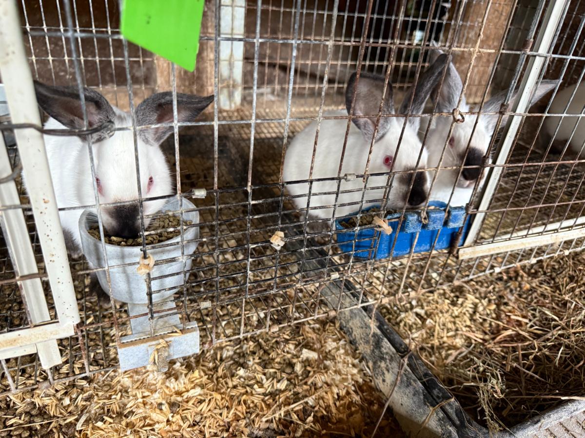 Grow out litter of meat rabbits housed together