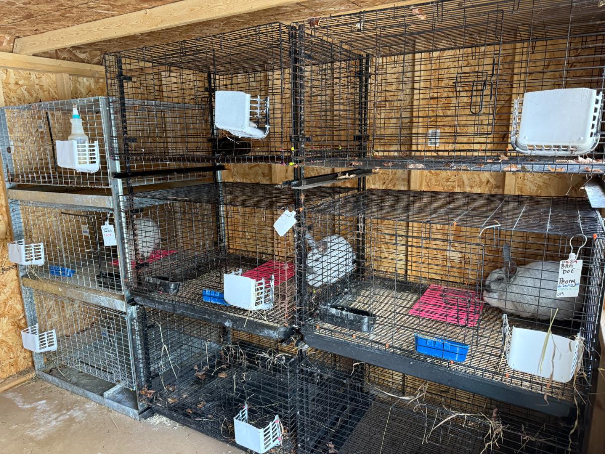 Humanely housed meat rabbits in wire cages