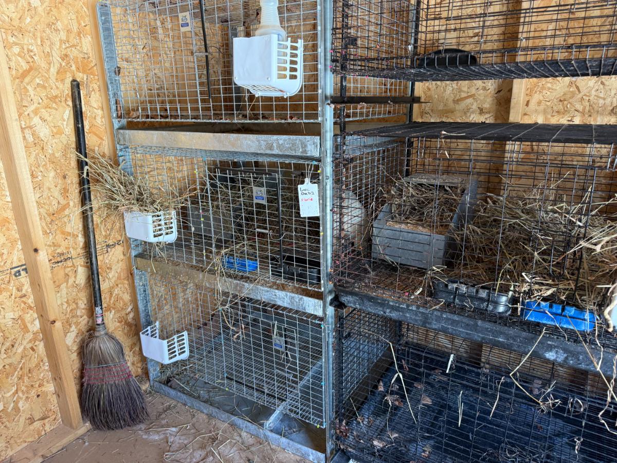 30x36 inch wire cages for meat rabbit does