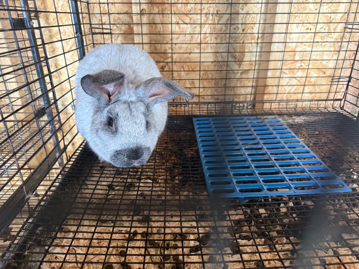 Adult meat rabbit doe in a 36 x 30 cage