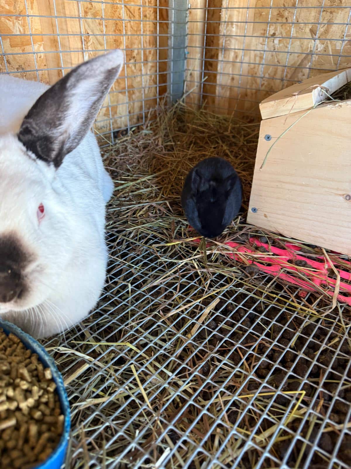 Californian meat rabbit doe with mixed breed kits