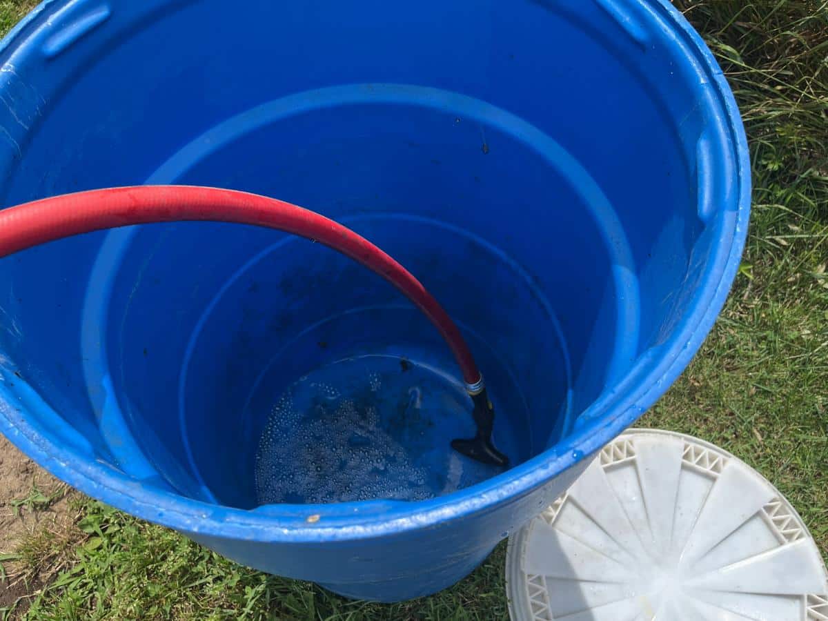 Making a barrel of rabbit manure tea