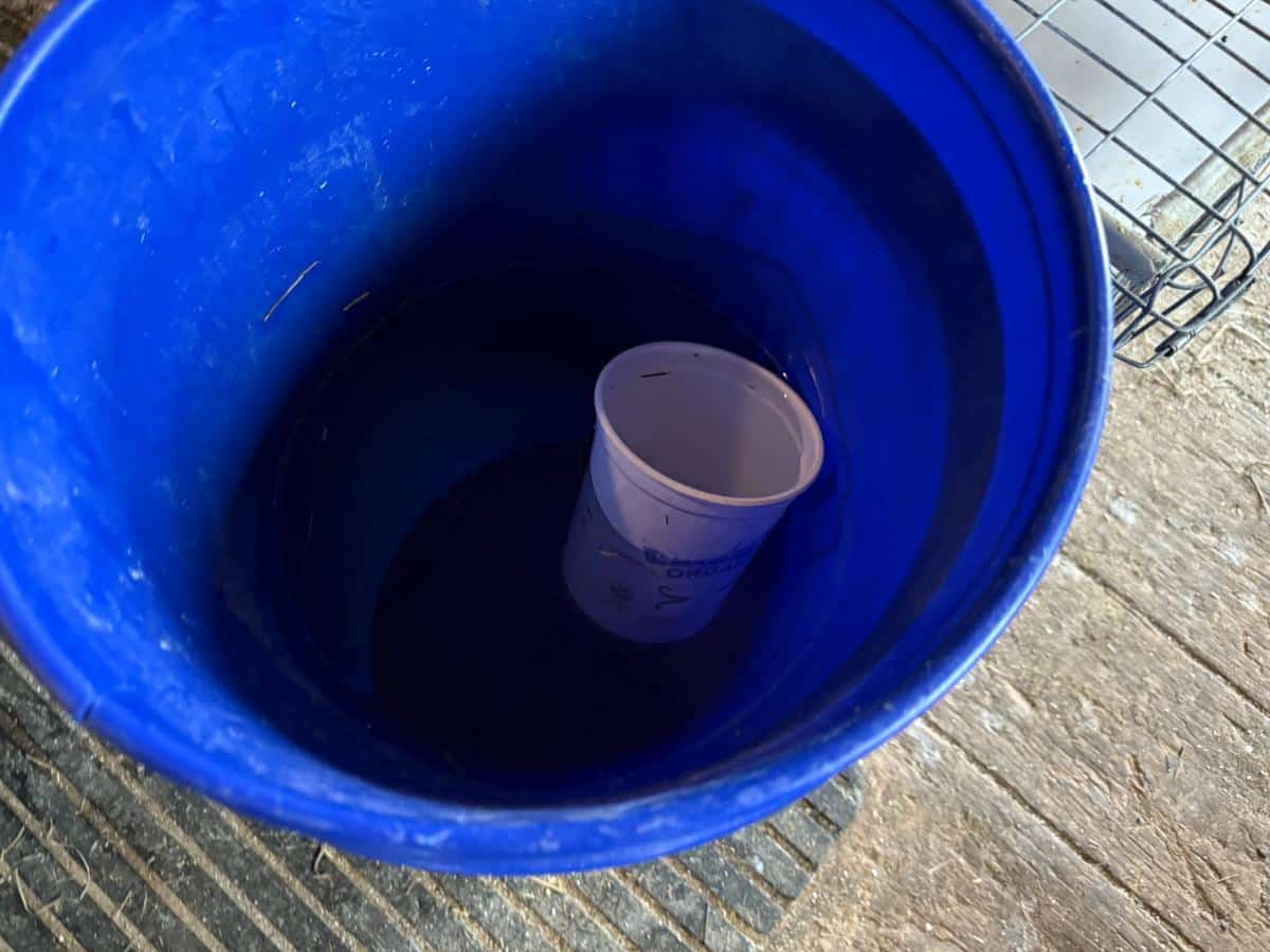 Making rabbit compost tea