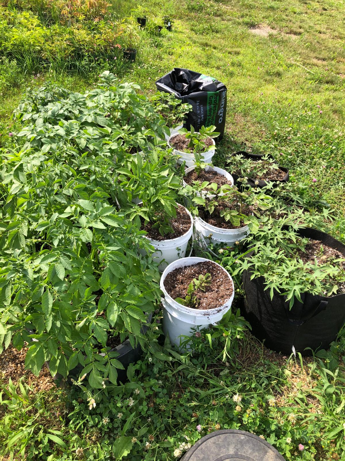 Potted plants being fertilized with rabbit compost tea