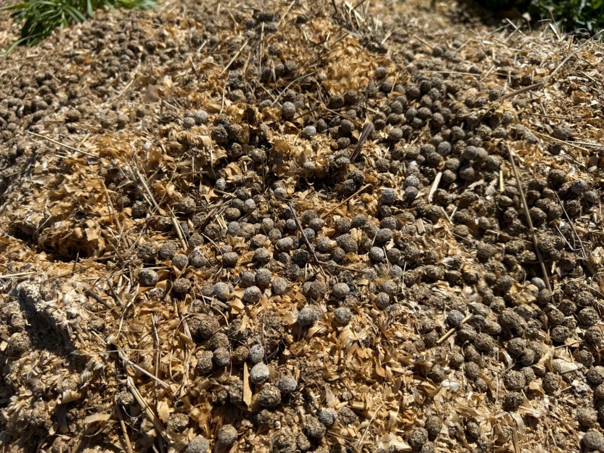 Rabbit waste from a rabbit barn