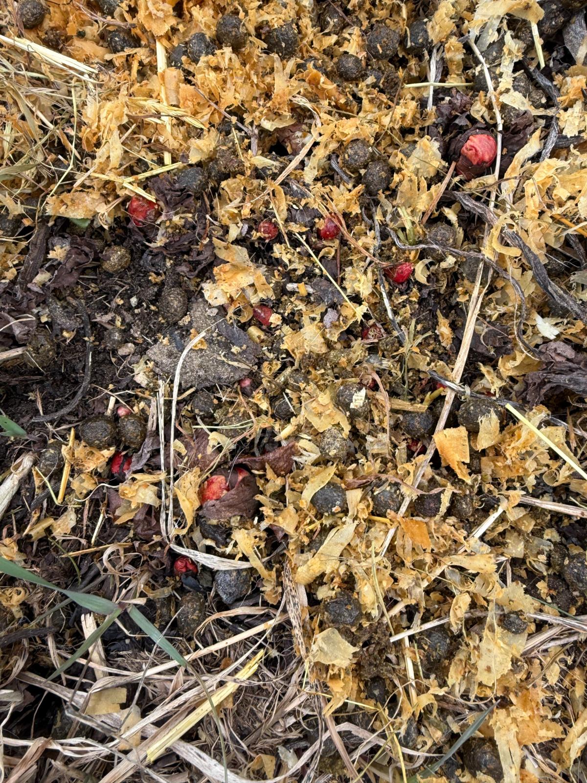 Rabbit waste for compost tea