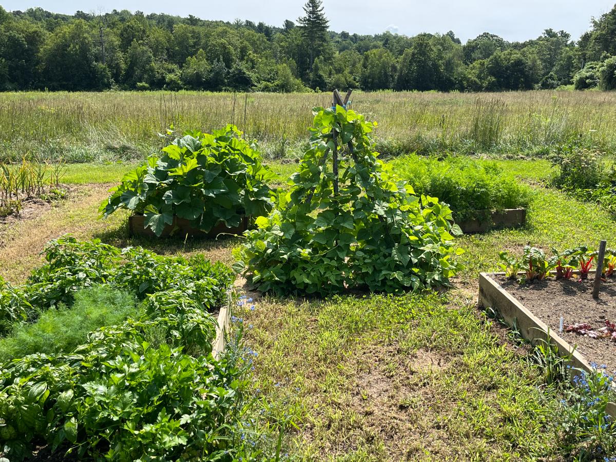 Garden where rabbit urine is applied