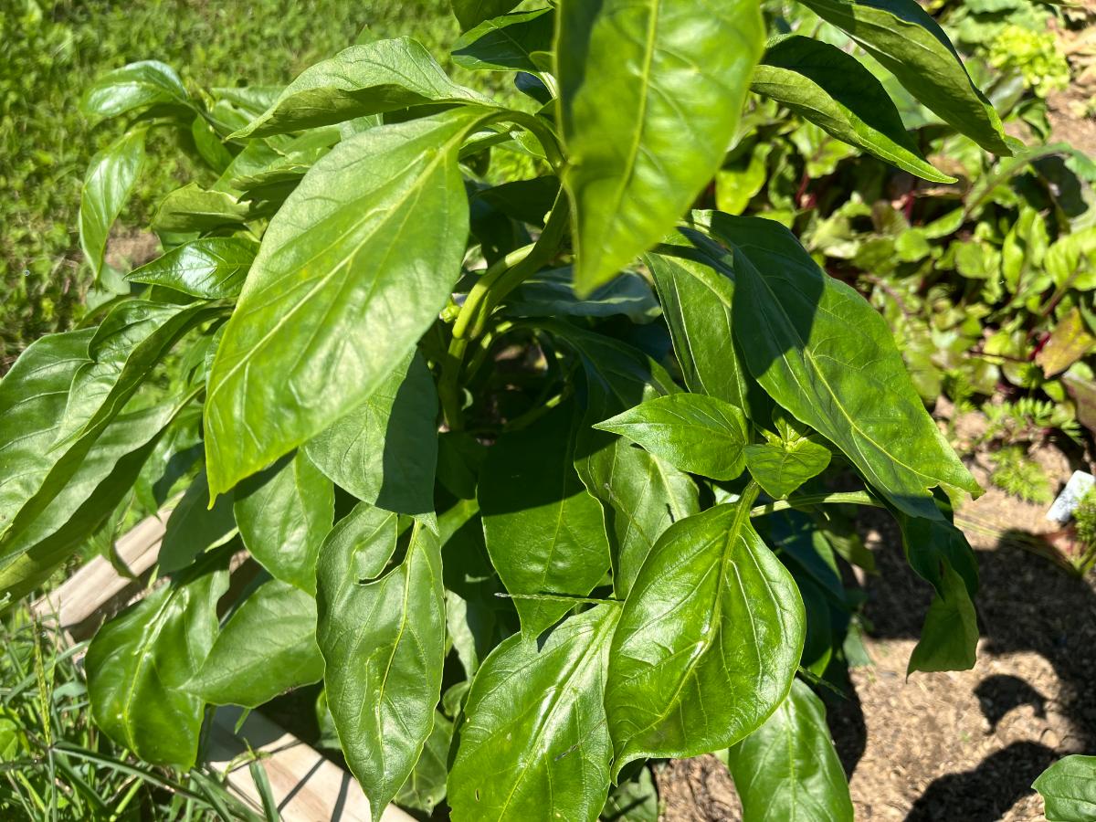 Healthy green plants free of insect pests