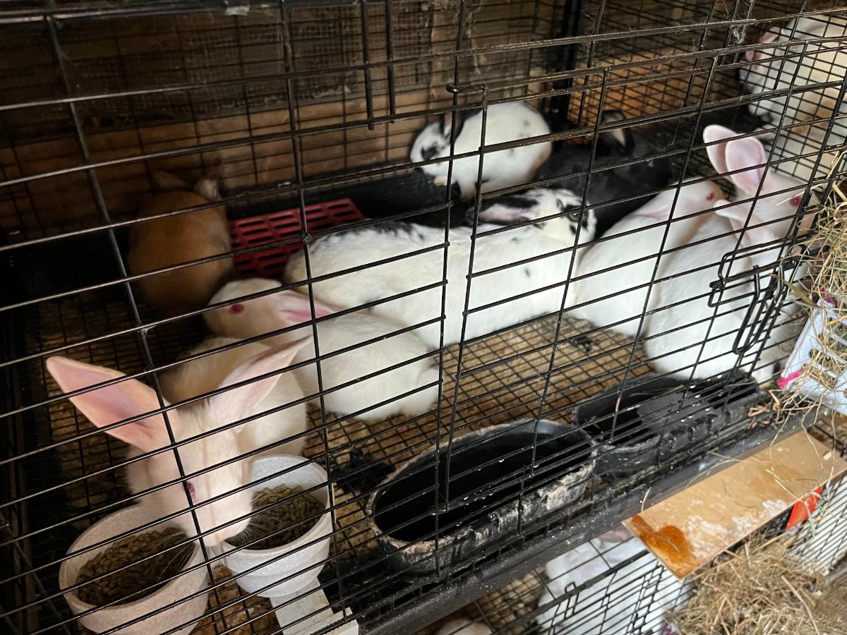 Young meat rabbit grow outs