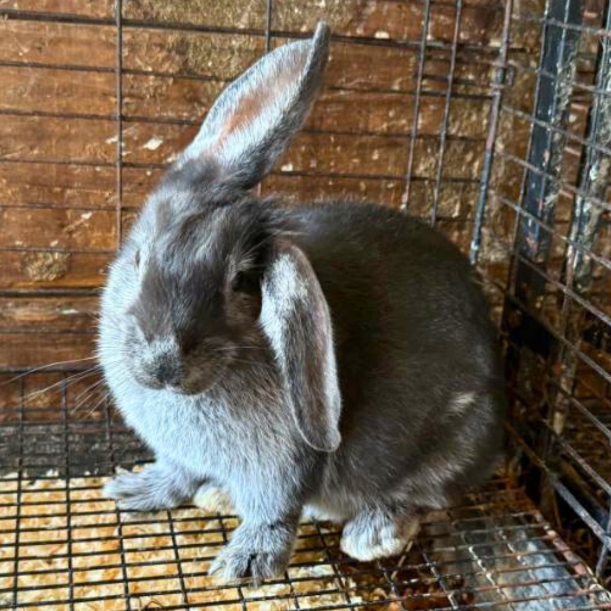 Meat Rabbit Weight Chart (Free Download) - Meat Rabbits