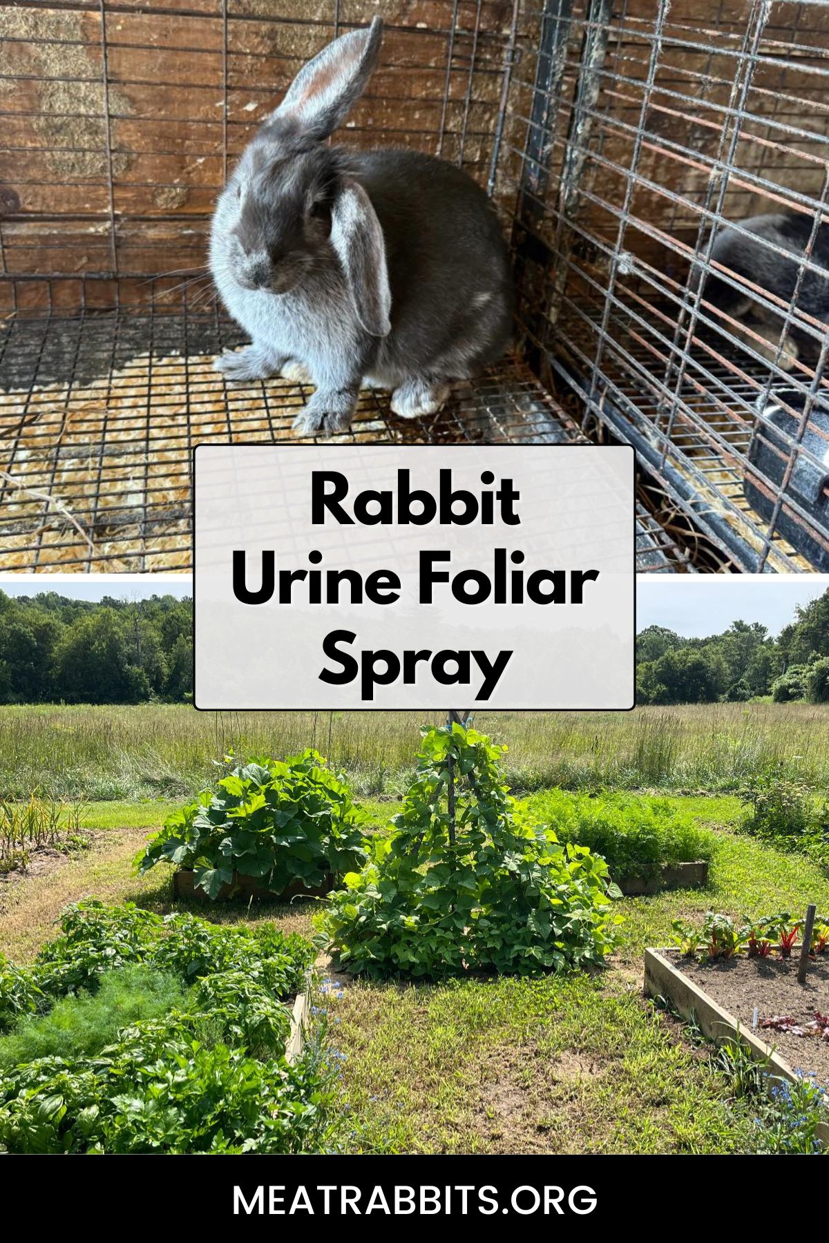 Rabbit Urine Foliar Spray pinterest image