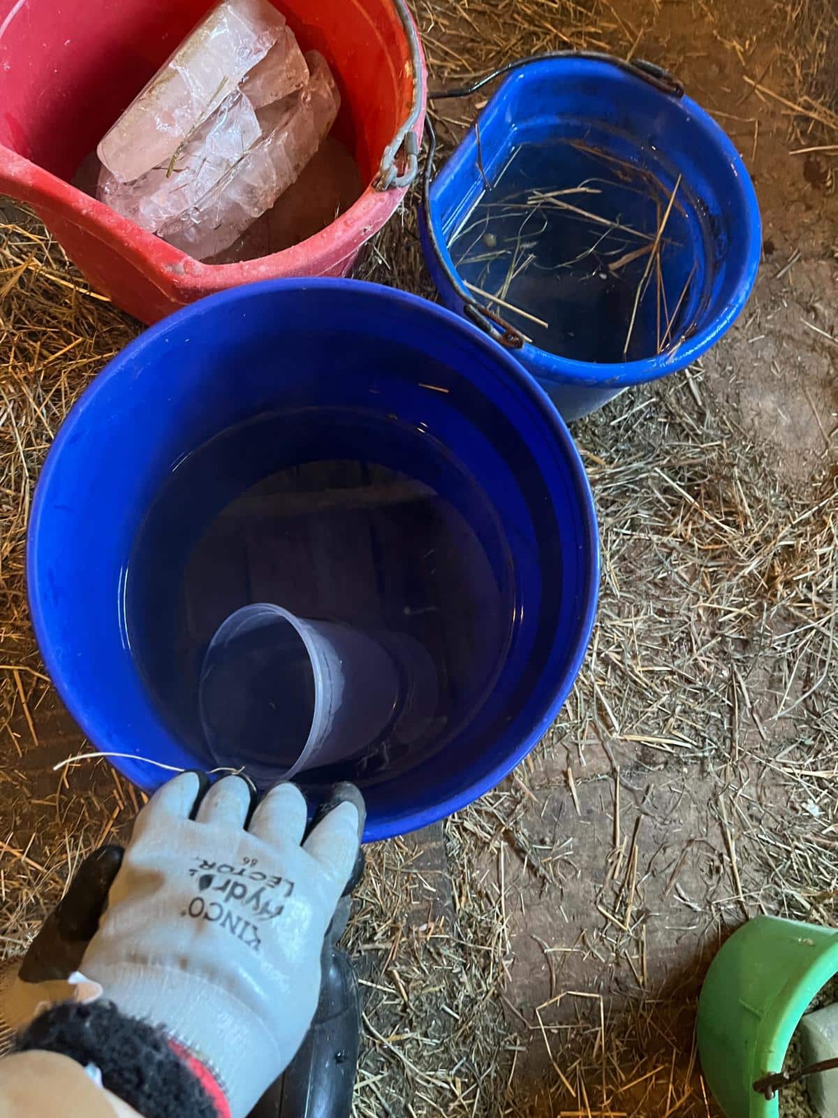 Watering meat rabbits in winter
