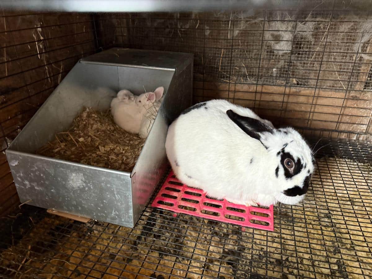 Meat rabbit doe with a litter of kits in a nest box