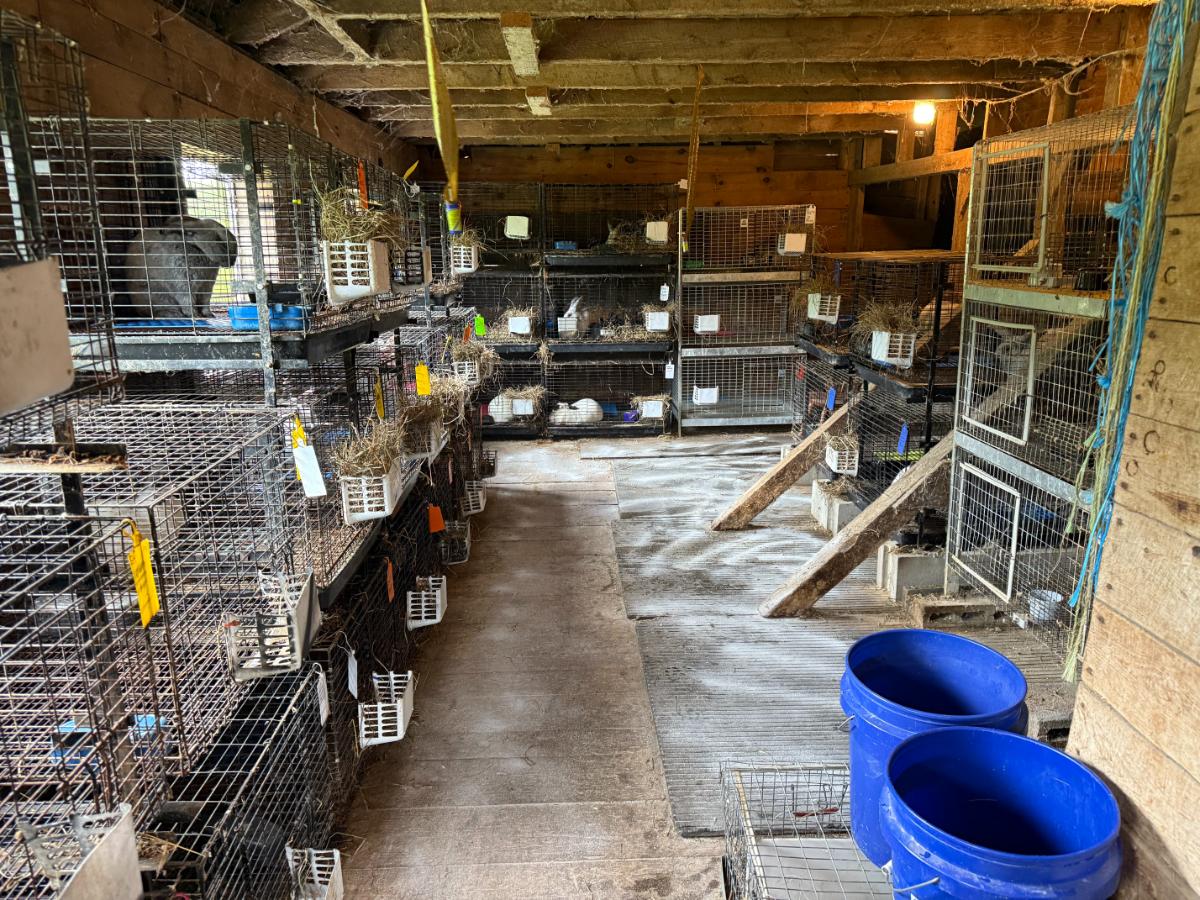 Cleaned rabbit barn with lime on the floor to control ammonia