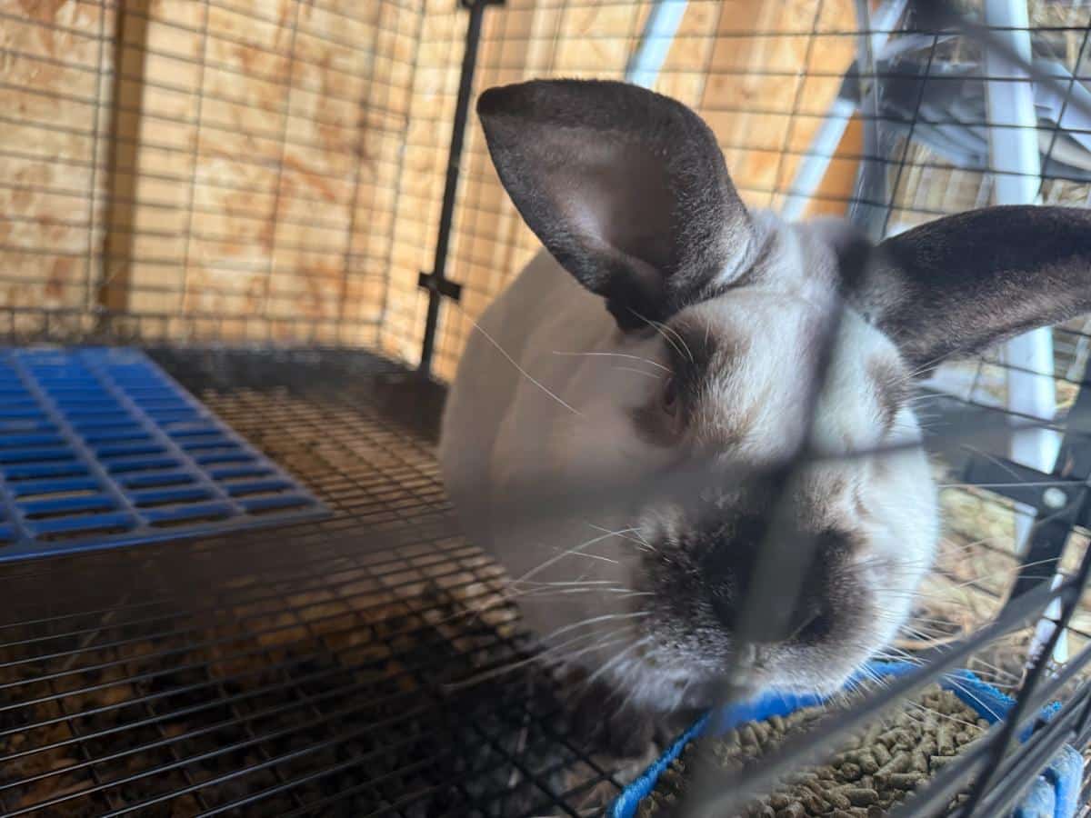 Meat rabbit buck eating pellets in a ventilated, controlled barn environment