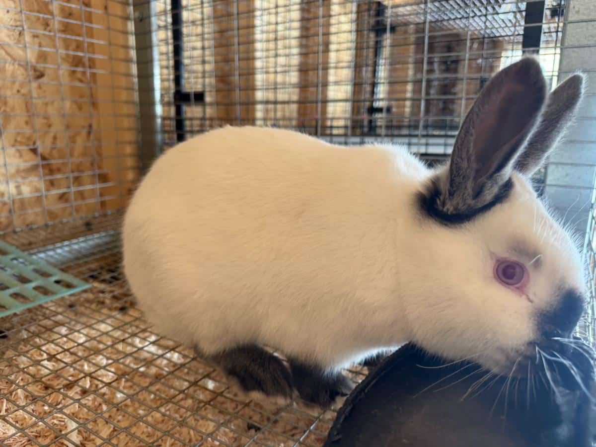 Young meat rabbit drinking water in a comfortable rabbit barn