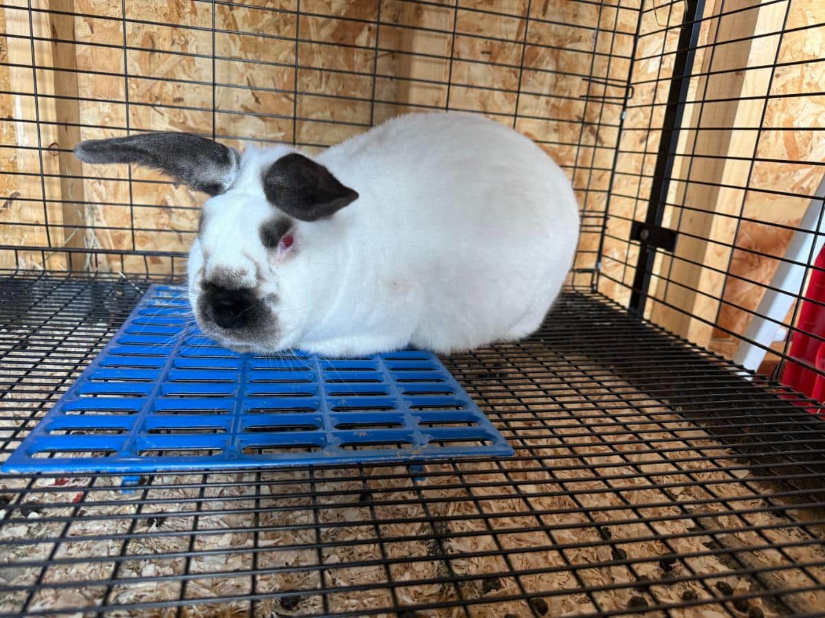 A meat rabbit in a clean wire cage