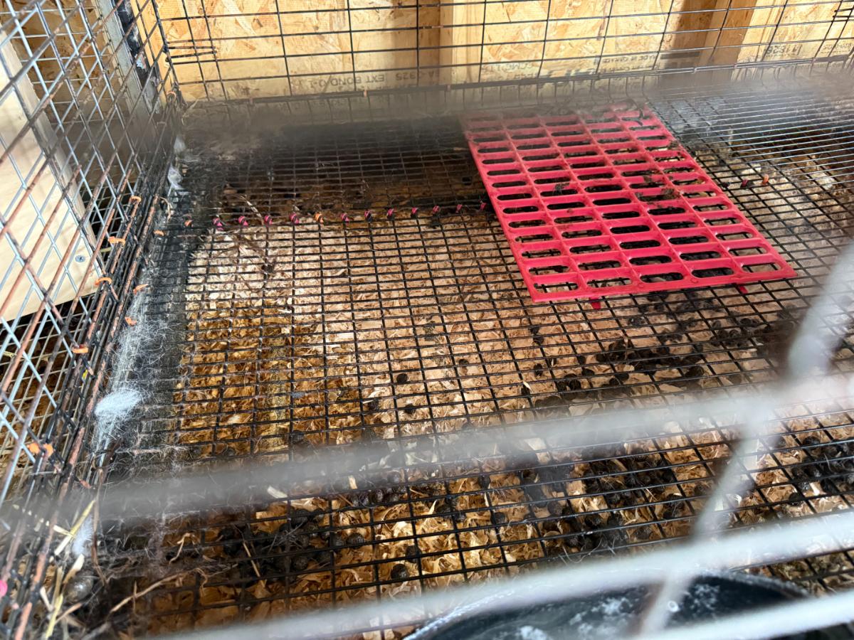 Rabbit in a wire cage with a drop pan that is cleaned weekly