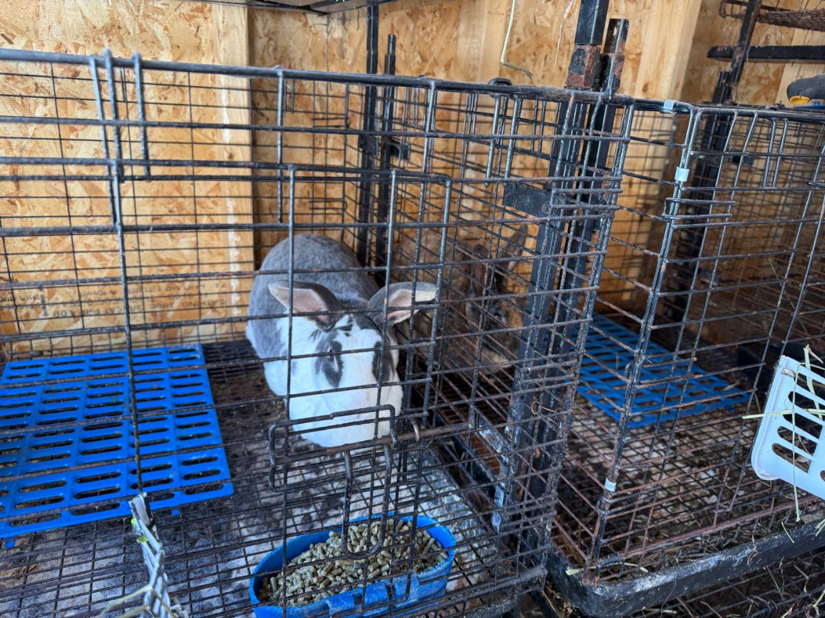 Rex rabbit in winter in an open, ventilated barn