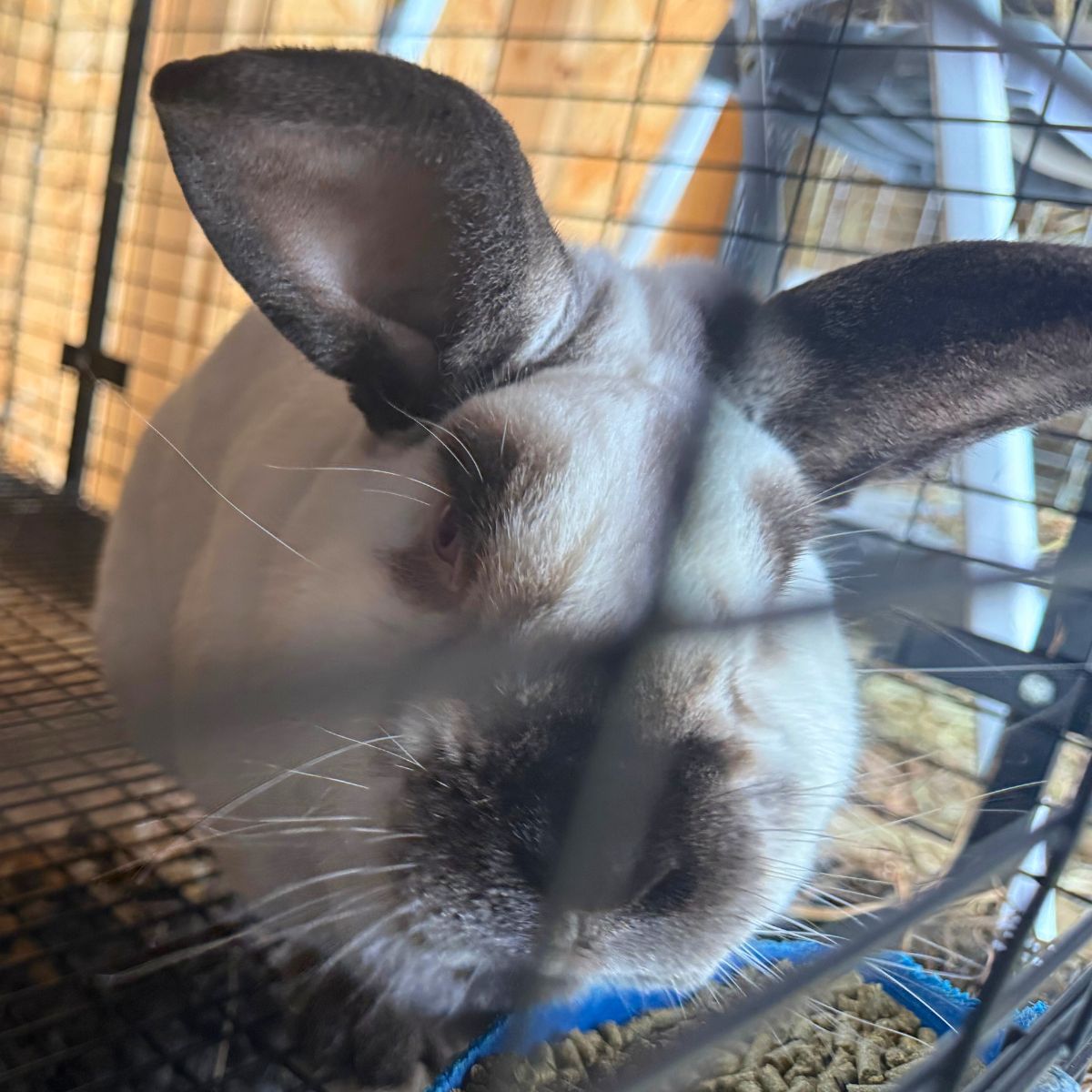 A meat rabbit in a cage - Learn the dangers of ammonia in a rabbit barn.