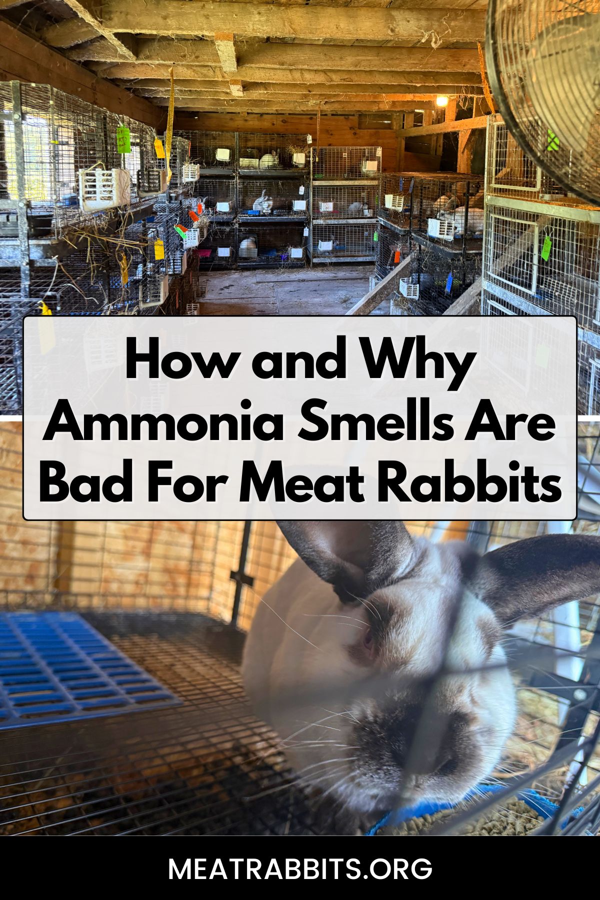 How and Why Ammonia Smells Are Bad For Meat Rabbits pinterest image