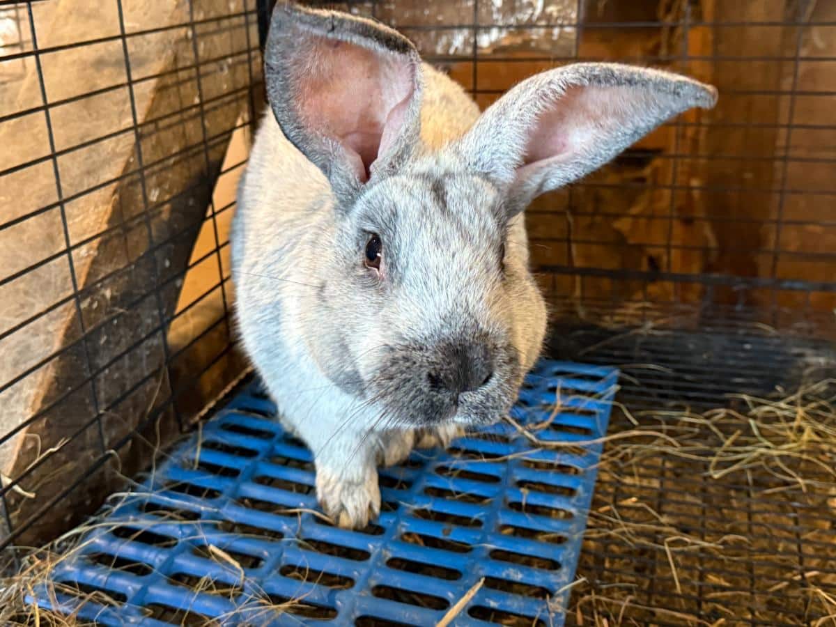 Friendly champagne d'argent meat rabbit