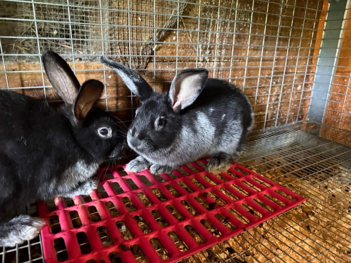 Champagne d'argent meat rabbit grow outs at about 7 weeks old