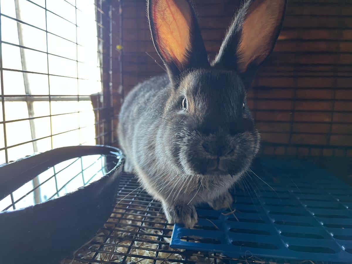 Growing champagne meat rabbit kit