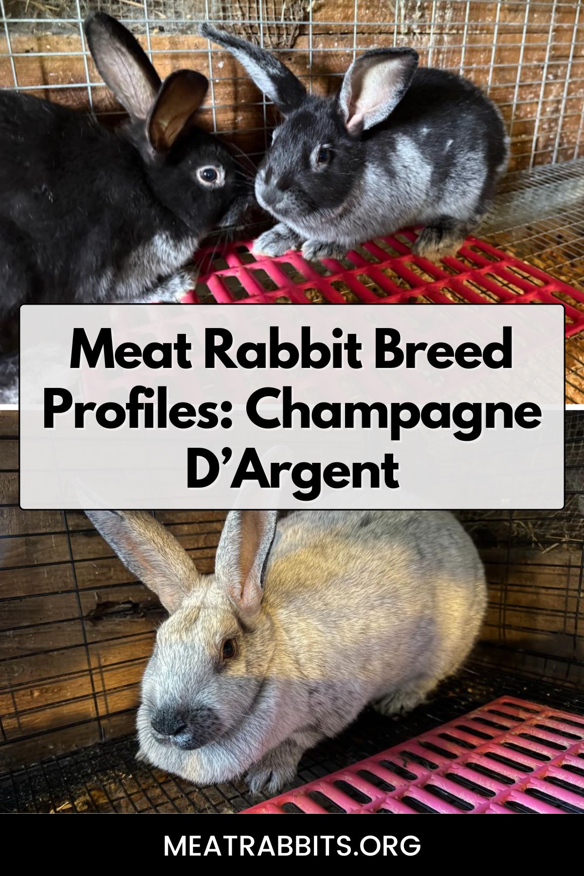 Meat Rabbit Breed Profiles: Champagne D’Argent pinterest image