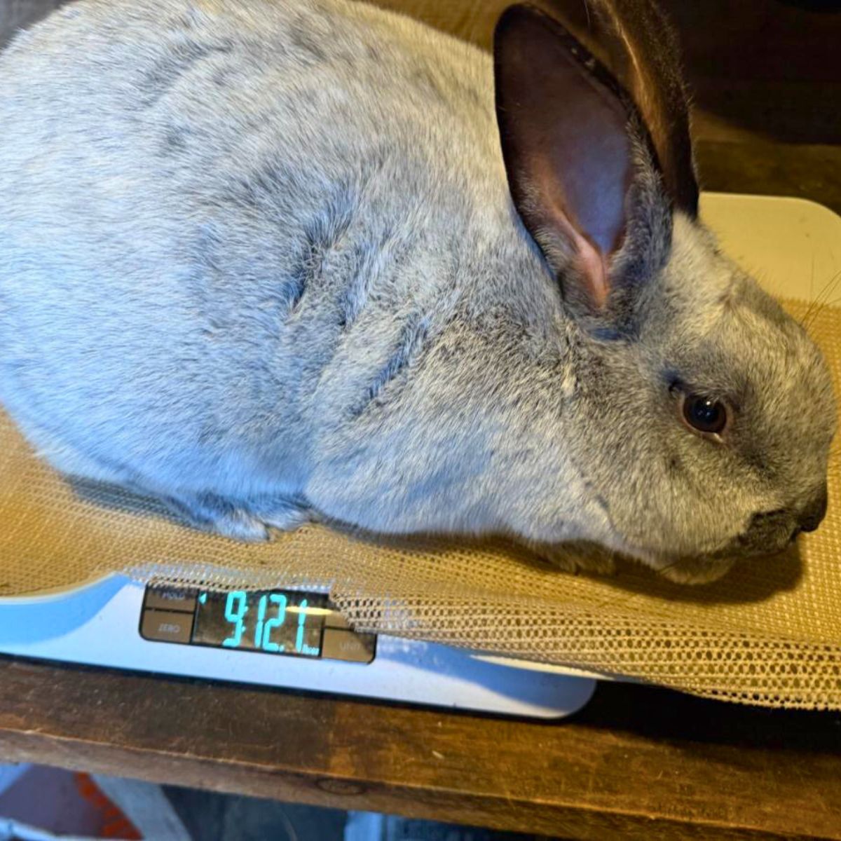 Weighing a meat rabbit on a scale.
