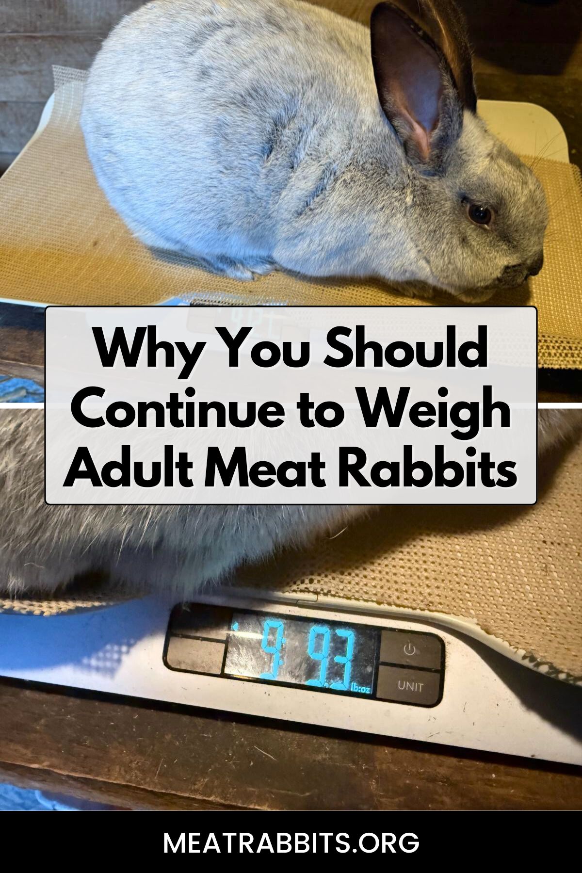 Why You Should Continue to Weigh Adult Meat Rabbits pinterest image