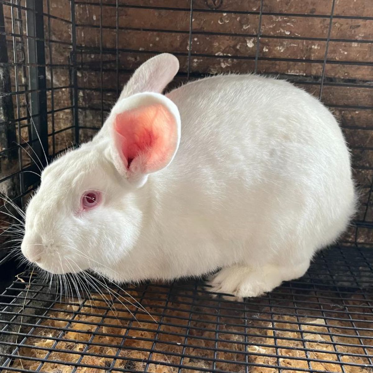 New Zealand Meat Rabbit in a cage