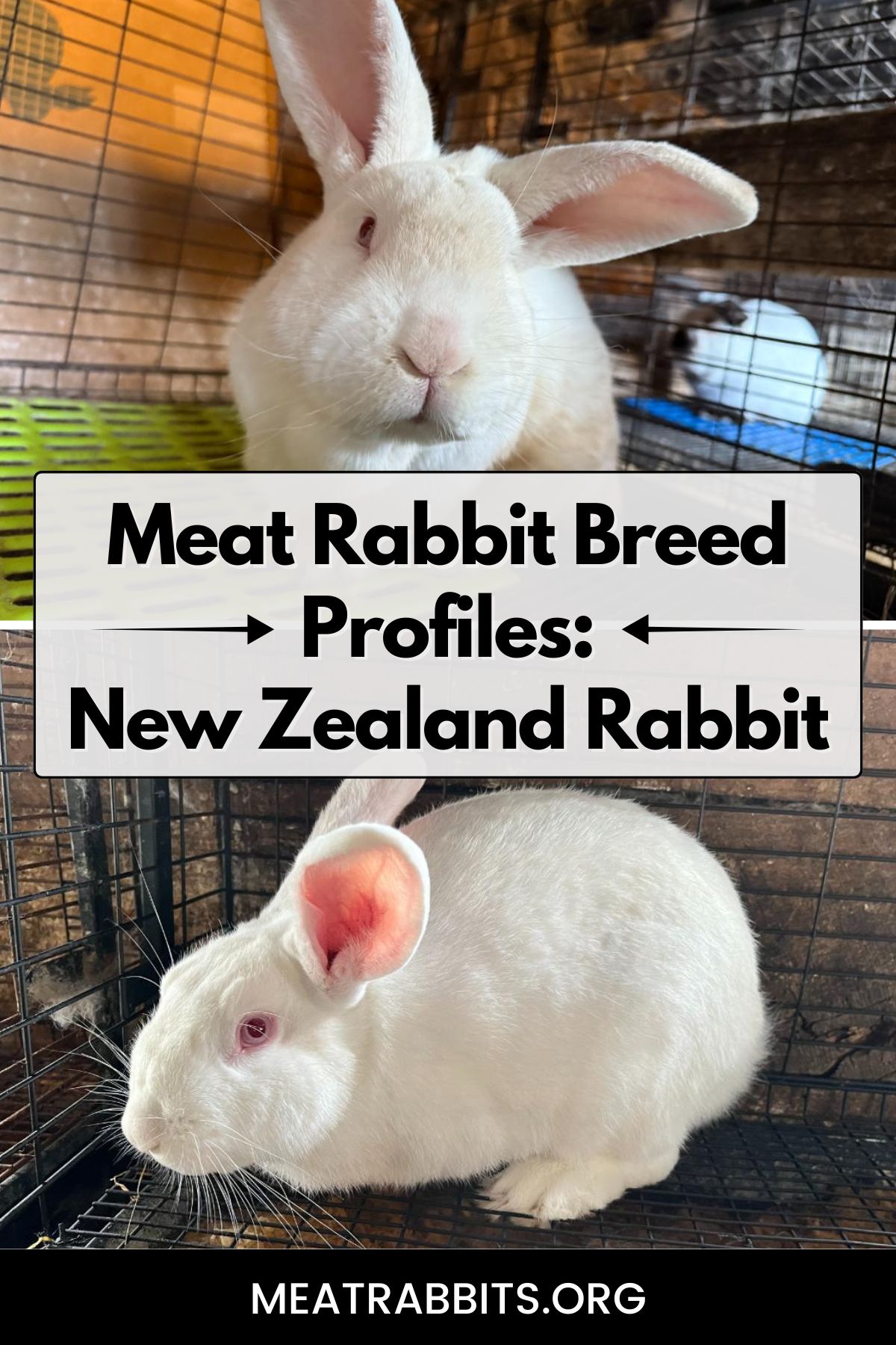 Meat Rabbit Breed Profiles: New Zealand Rabbit pinterest image