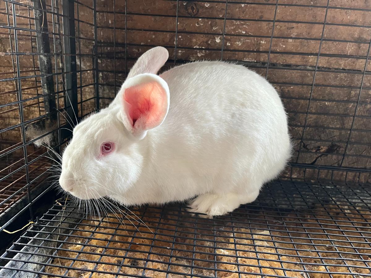 Young upcoming New Zealand meat rabbit