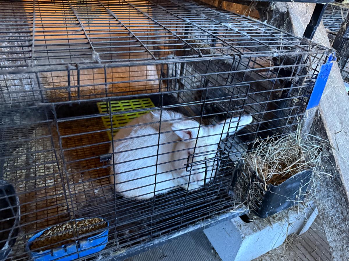 White New Zealand meat rabbit buck