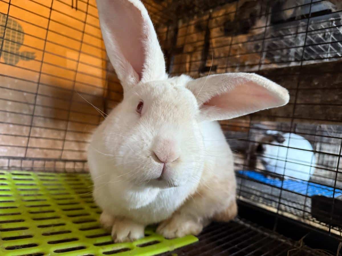 White New Zealand meat rabbit buck
