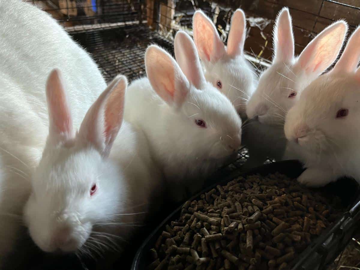 Litter of New Zealand Red Eyed White meat rabbit with the doe