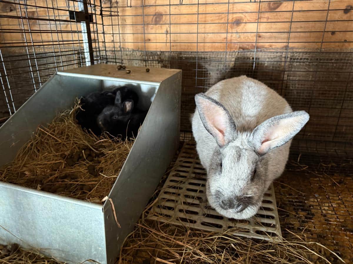 Champagne d'Argent meat rabbit doe with kits in a nest box