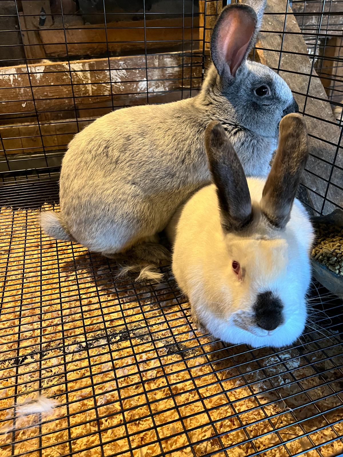 Champagne d'argent rabbit breeding a Californian rabbit doe