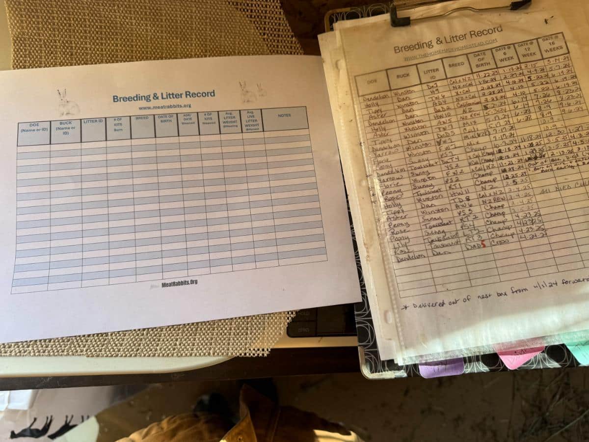Meat rabbit free printable records