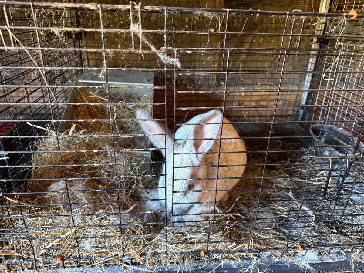 Meat rabbit doe not using the next box