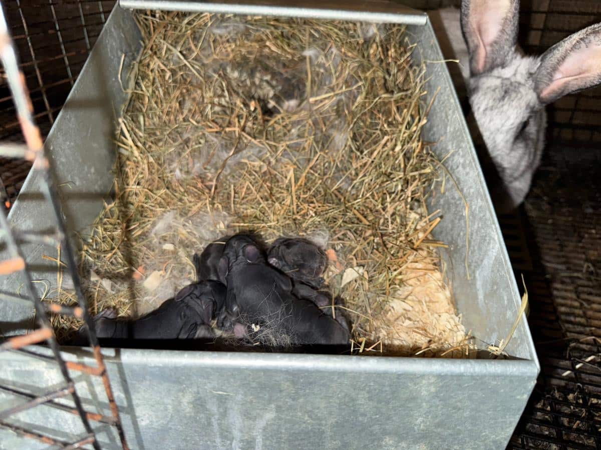 Champagne d'argent meat rabbit
