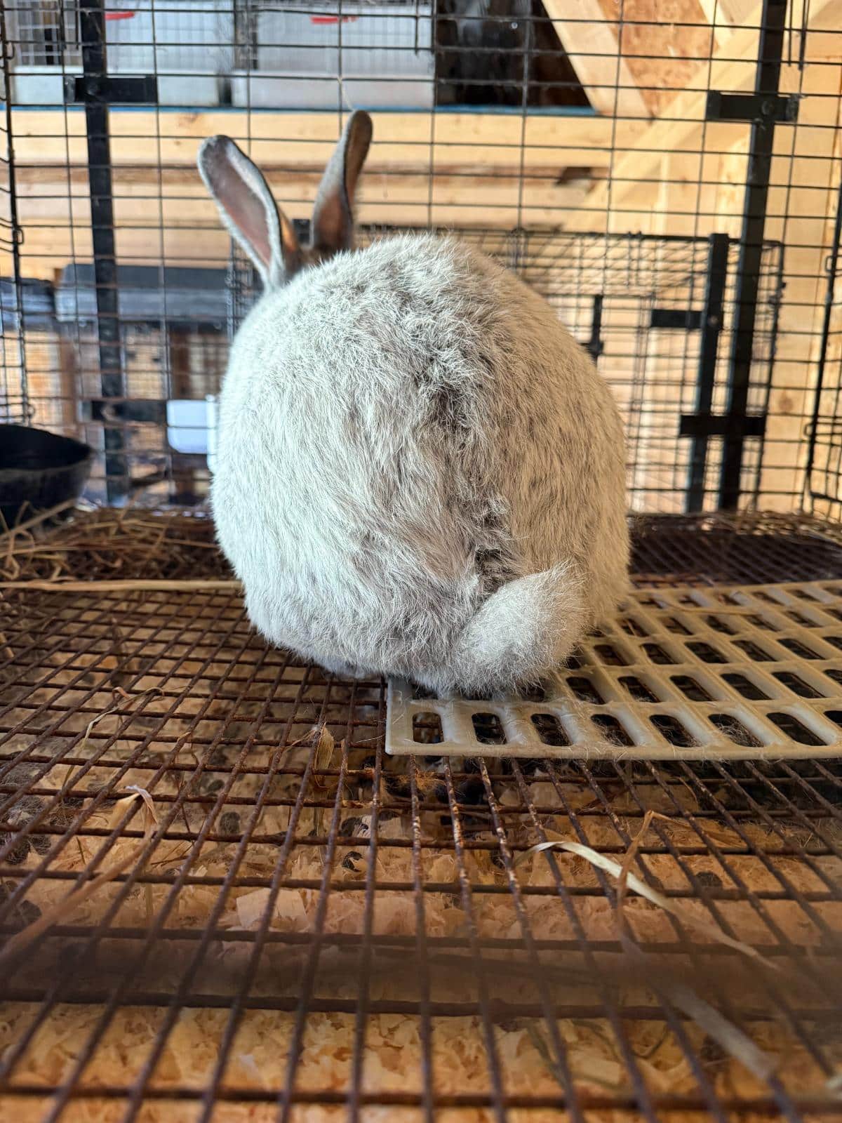 Patchy fur on a molting meat rabbit