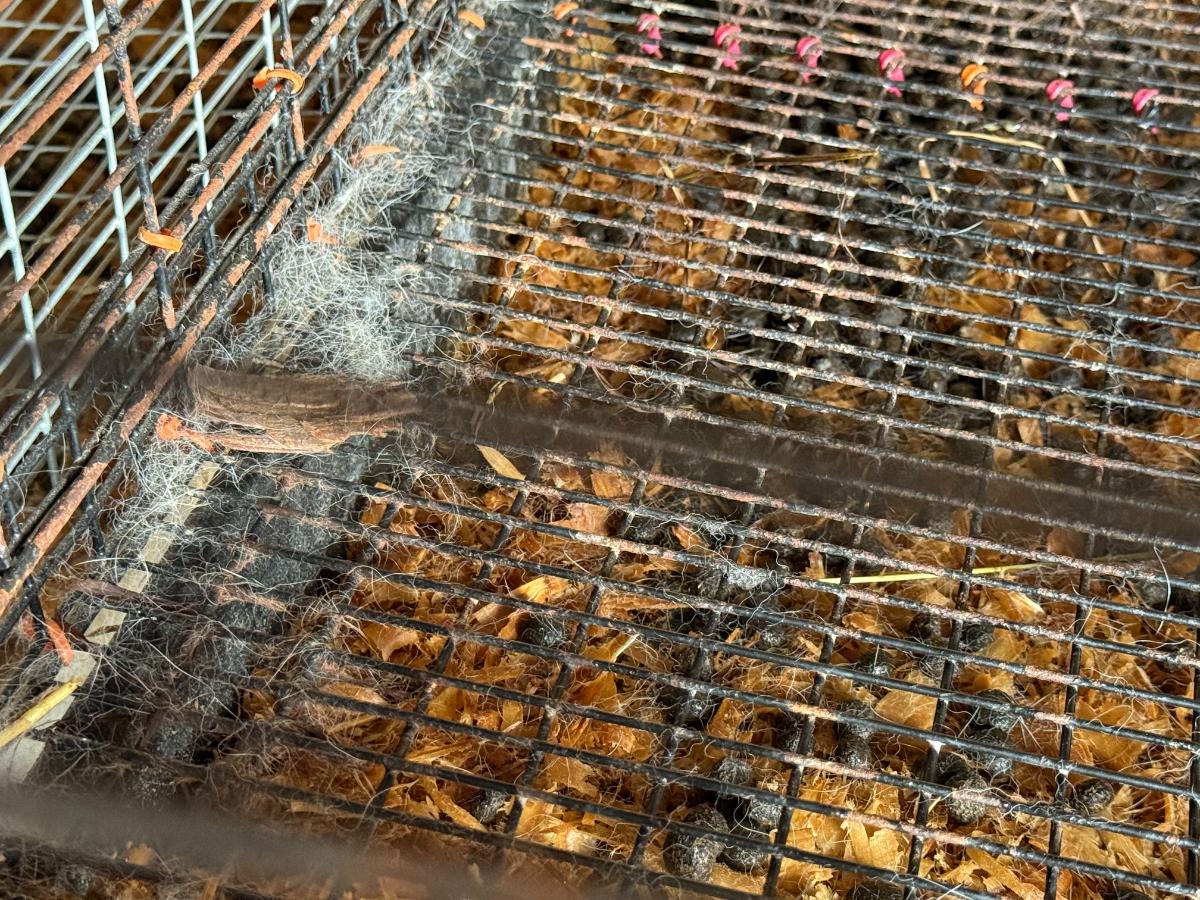 Fur in a molting meat rabbit's cage