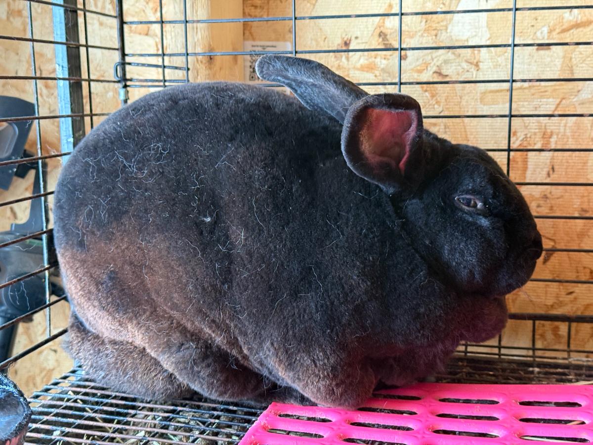 Molting rex rabbit buck