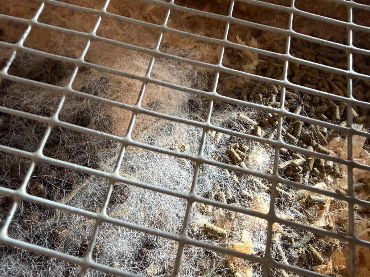 Fur in a meat rabbit cage