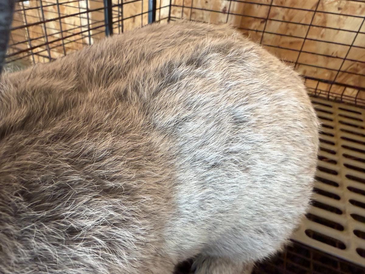 Molting champagne d'argent meat rabbit buck